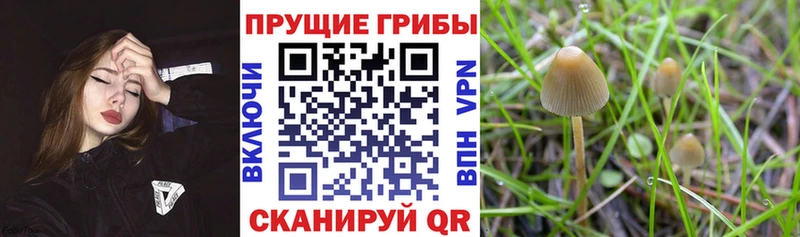 Галлюциногенные грибы Cubensis  Бакал 